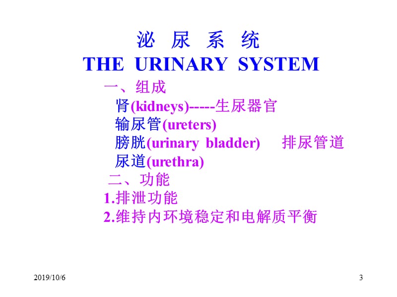 泌尿外科解剖学.ppt_第3页