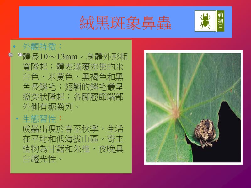 象鼻虫的生态.ppt_第3页