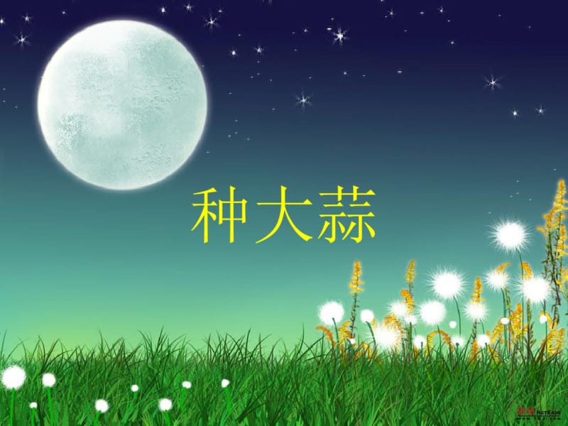 小班科学：种大蒜整理版.pdf_第1页