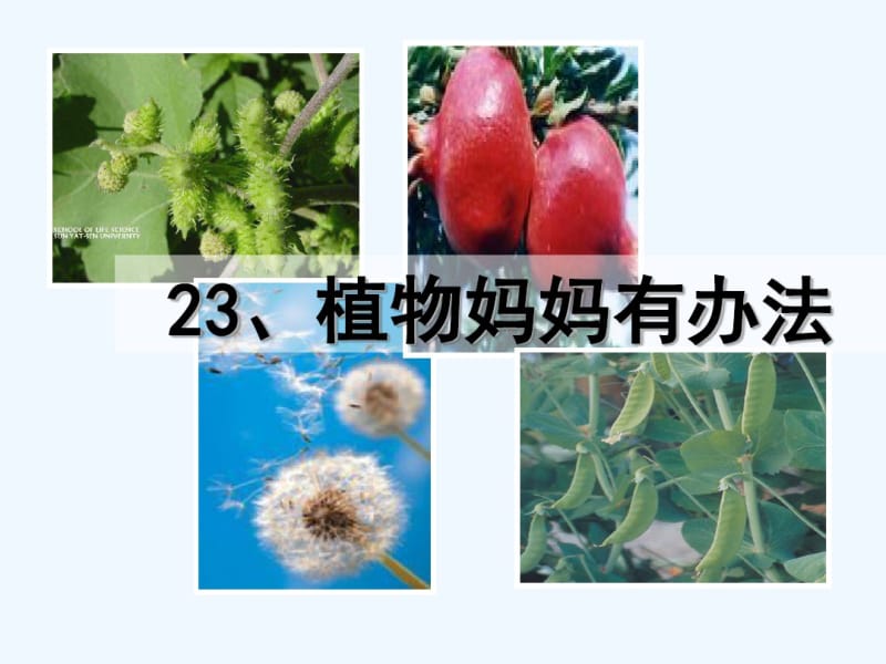 二年级语文上册植物妈妈有办法课件人教版.pdf_第1页