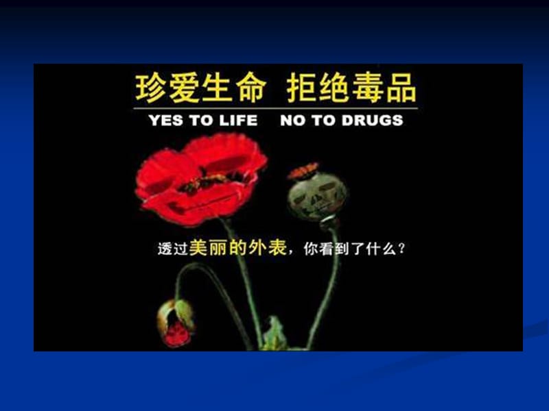 中学生毒品预防教育主题班会.ppt_第2页