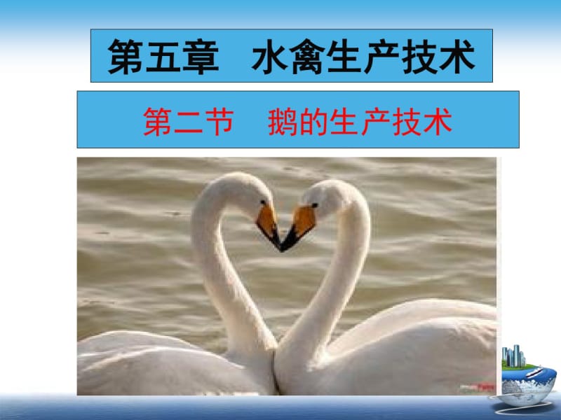 水禽生产技术课件(PPT59张).pdf_第1页