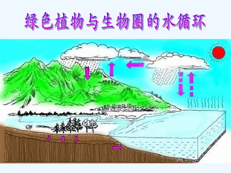 绿色植物参与生物圈的水循环自制.pdf_第1页