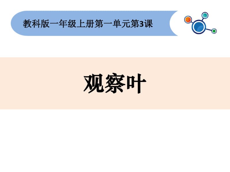 一年级科学上册1.3观察叶课件2教科版.pdf_第1页