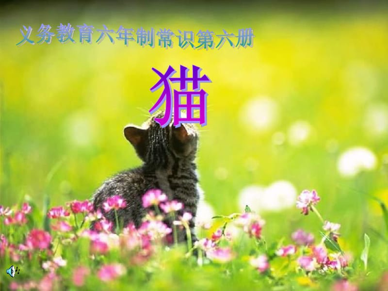 小学自然科学六年级常识《猫》课件.pdf_第1页