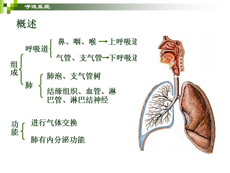 呼吸系统.ppt_第2页