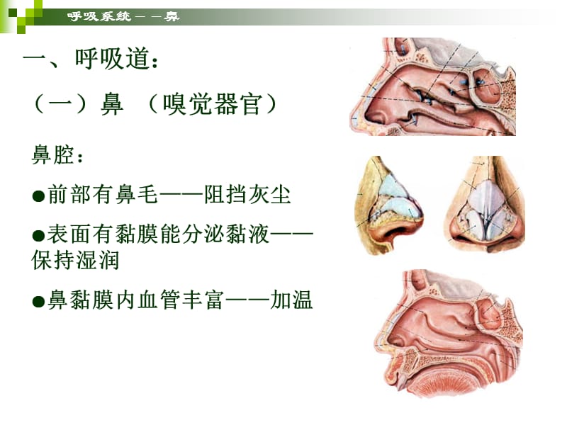 呼吸系统.ppt_第3页