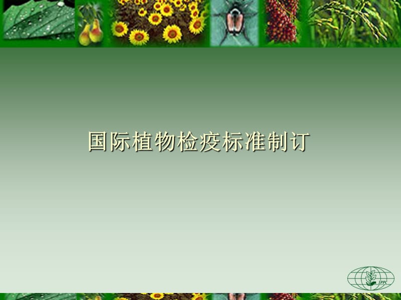 国际植物检疫标准制订.ppt_第1页