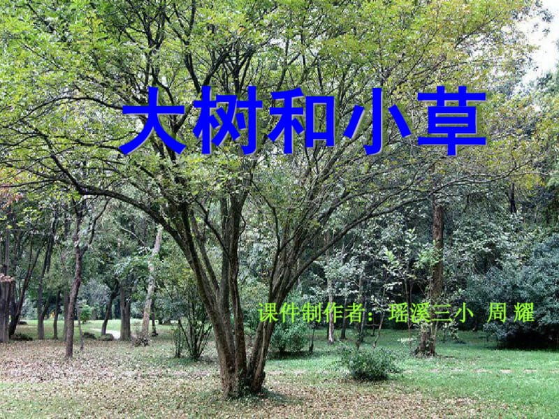 1.3《大树和小草》.pdf_第1页