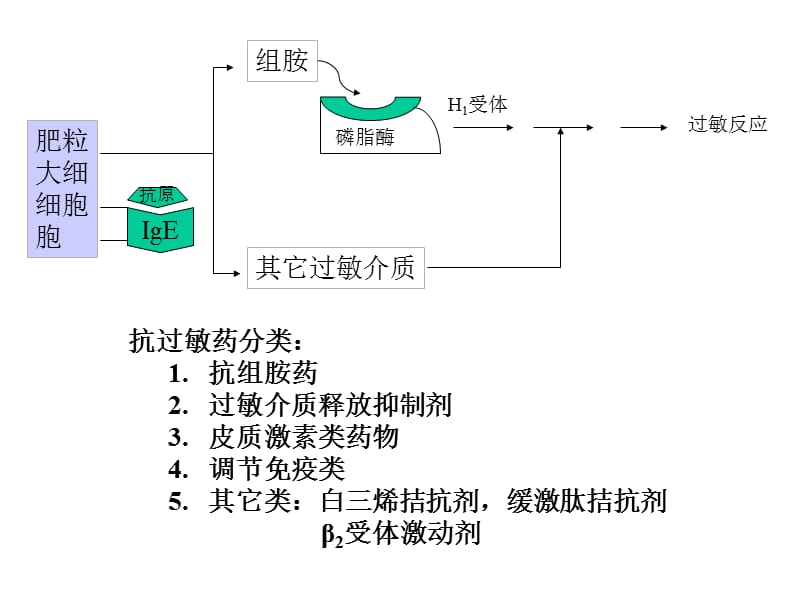 组胺酸脱羧酶.ppt_第3页