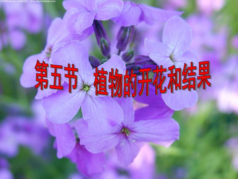 苏教版初中初一七年级上册生物：植物的开花和结果.pdf_第1页