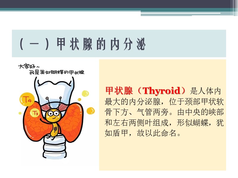 甲状腺功能相关测定及检验报告解读.ppt_第3页