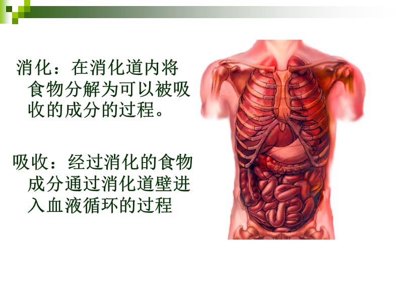 消化系统.ppt_第2页