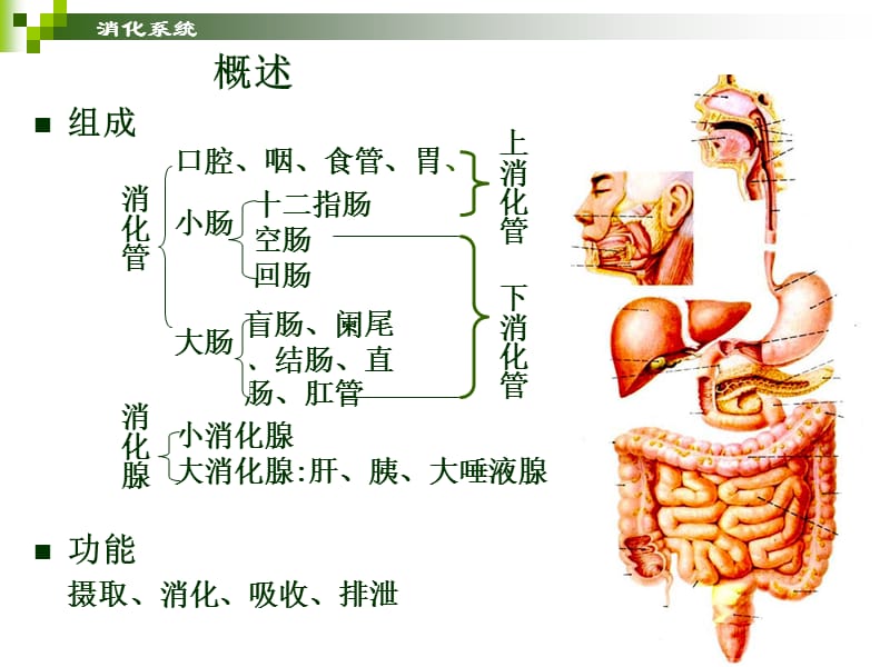 消化系统.ppt_第3页