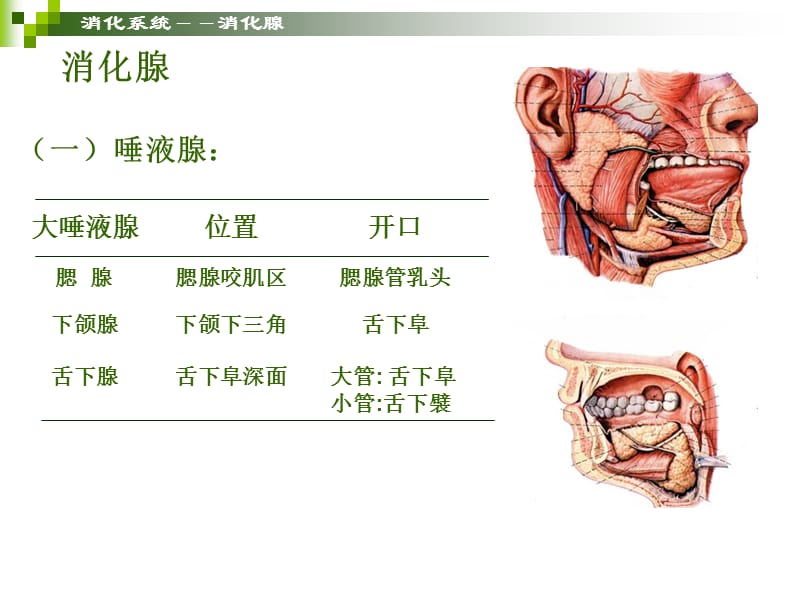 消化腺.ppt_第2页