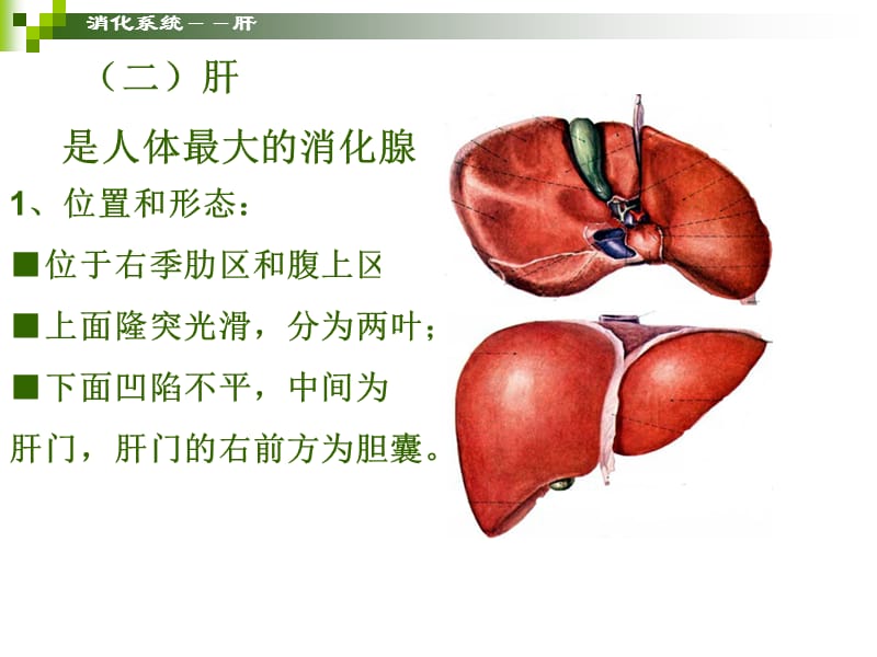 消化腺.ppt_第3页