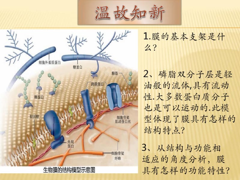 被动运输.pdf_第1页