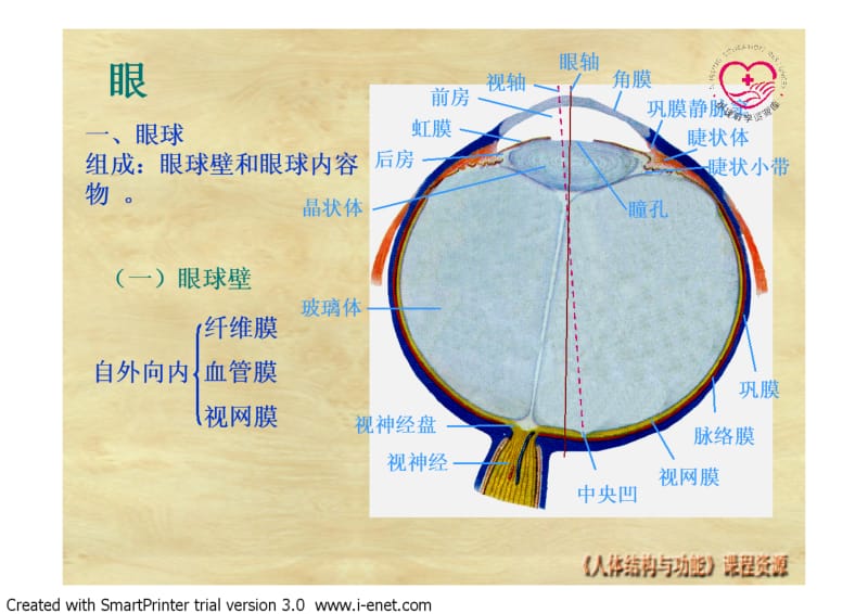 3-电子教案-感觉器.pdf_第3页