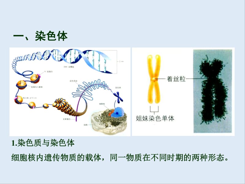 高中生物2.1减数分裂中的染色体行为课件2浙科版必修2.pdf_第2页