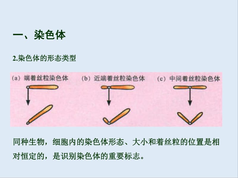 高中生物2.1减数分裂中的染色体行为课件2浙科版必修2.pdf_第3页