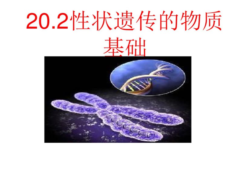 北师大版生物八年级上册20.2《性状遗传的物质基础》课件(共36张PPT).pdf_第1页