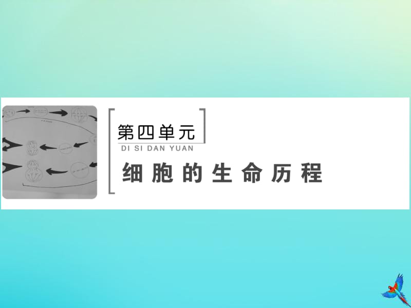 2020版高考生物一轮复习第11讲减数分裂与受精作用课件新人教版.pdf_第1页