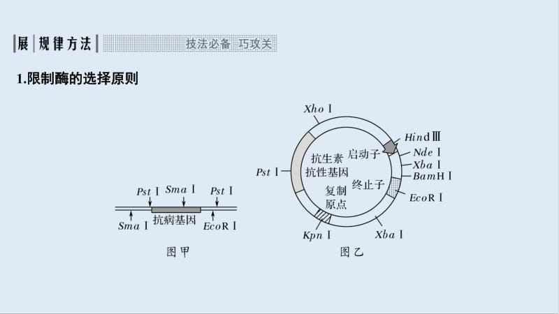 2020版生物高考新素养总复习中图版课件：考点加强课6 .pdf_第2页