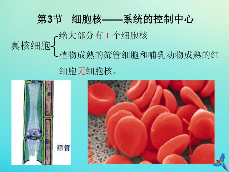 2019-2020学年高中生物第3章第3节细胞核-系统的控制中心课件新人教版必修1.pdf_第3页