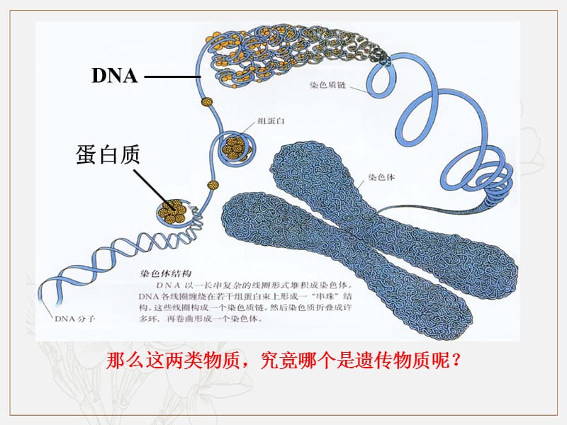 高中生物3.1核酸是遗传物质的证据课件1浙科版必修2.pptx_第2页