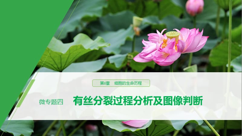 2019-2020学年新素养人教版高中生物必修一课件：第6章 细胞的生命历程 微专题四 .pptx_第1页