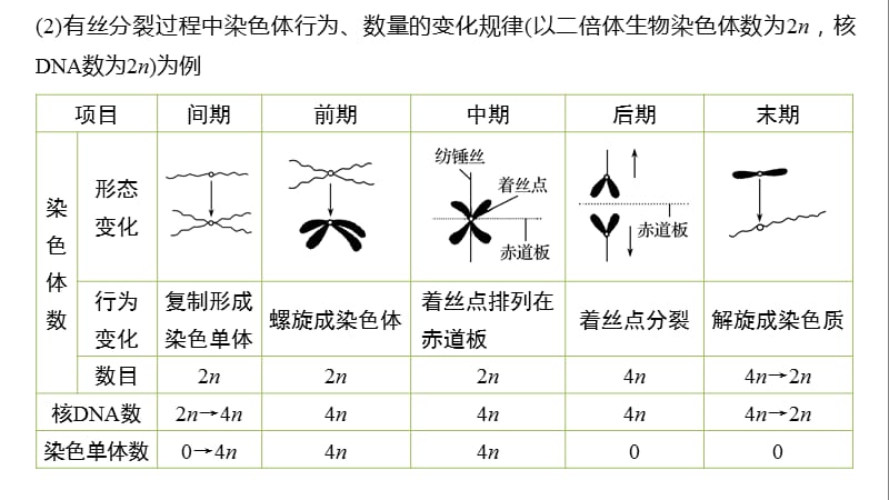 2019-2020学年新素养人教版高中生物必修一课件：第6章 细胞的生命历程 微专题四 .pptx_第3页