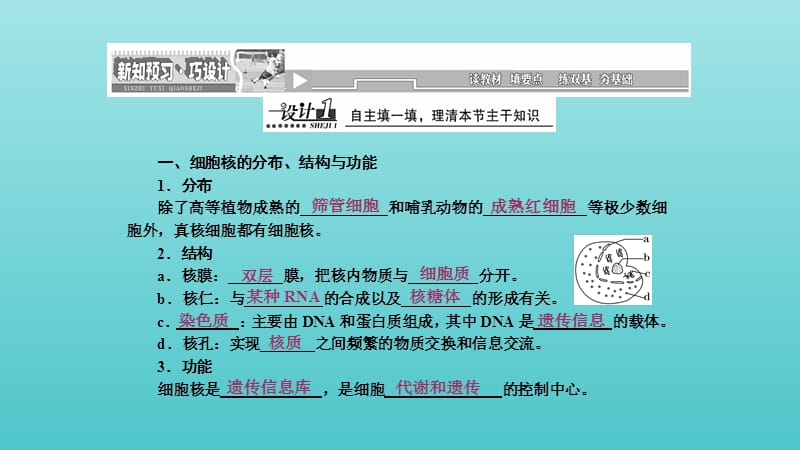 2019高中生物第3章第3节细胞核__系统的控制中心课件新人教版必修1.ppt_第2页