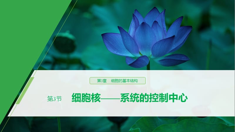 2019-2020学年新素养人教版高中生物必修一课件：第3章 细胞的基本结构 第3节 .pptx_第1页