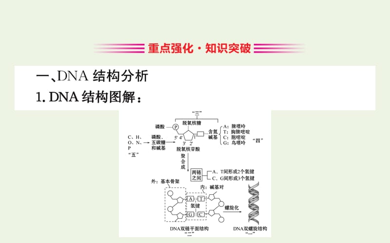 2019高中生物3.2DNA分子的结构课件新人教版必修2.ppt_第3页