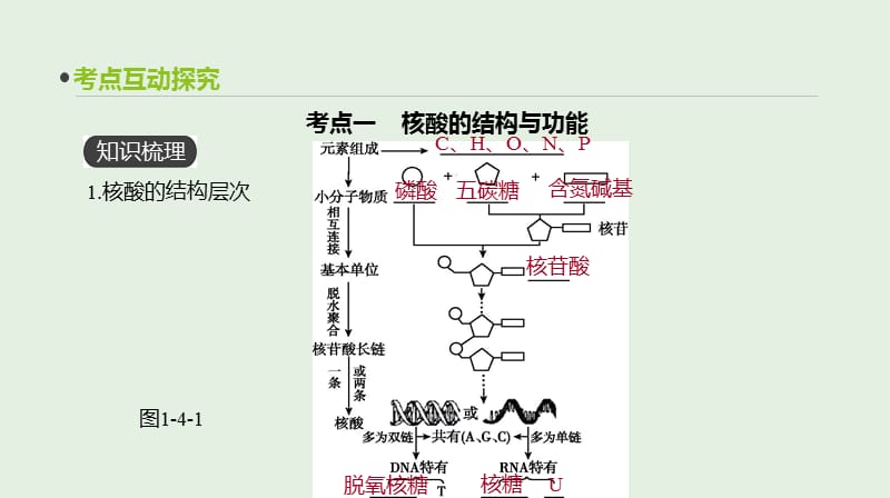 全国通用2020届高考生物优选大一轮复习第1单元走近细胞与细胞的分子组成第4讲细胞中的核酸糖类和脂质.ppt_第3页