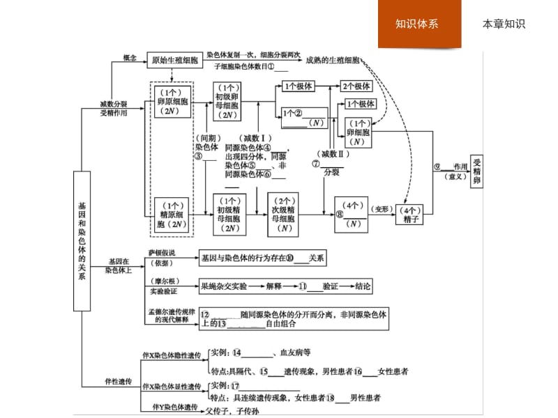 2019年秋高中生物人教版必修二精品课件：第2章 基因和染色体的关系本章整合2 .pdf_第2页