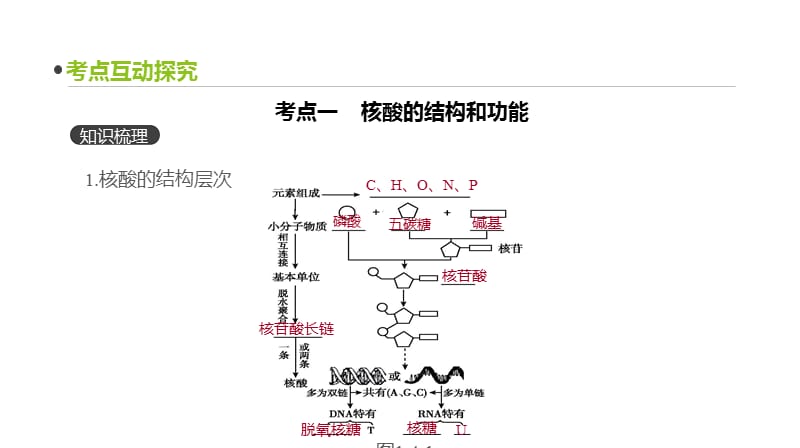 2020届高三生物一轮复习课件：第4讲　核酸与细胞中的糖类和脂质 .pptx_第3页