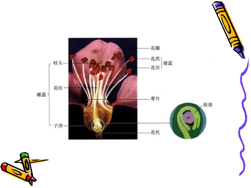 四年级科学花、果实和种子.ppt_第2页