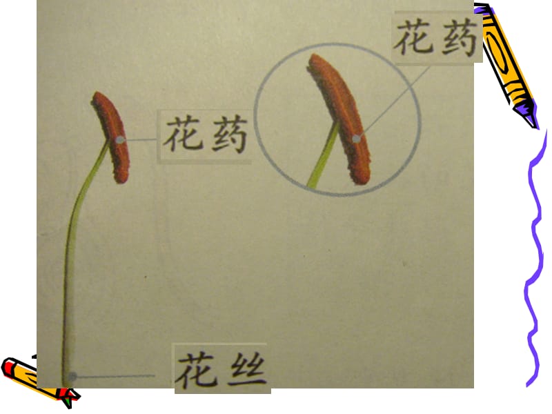 四年级科学花、果实和种子.ppt_第3页