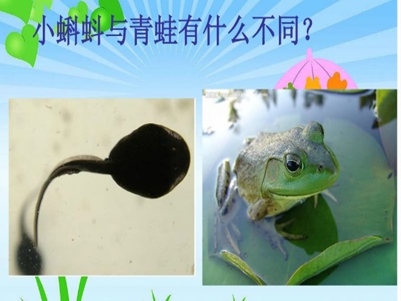 它是谁的宝宝.ppt_第3页