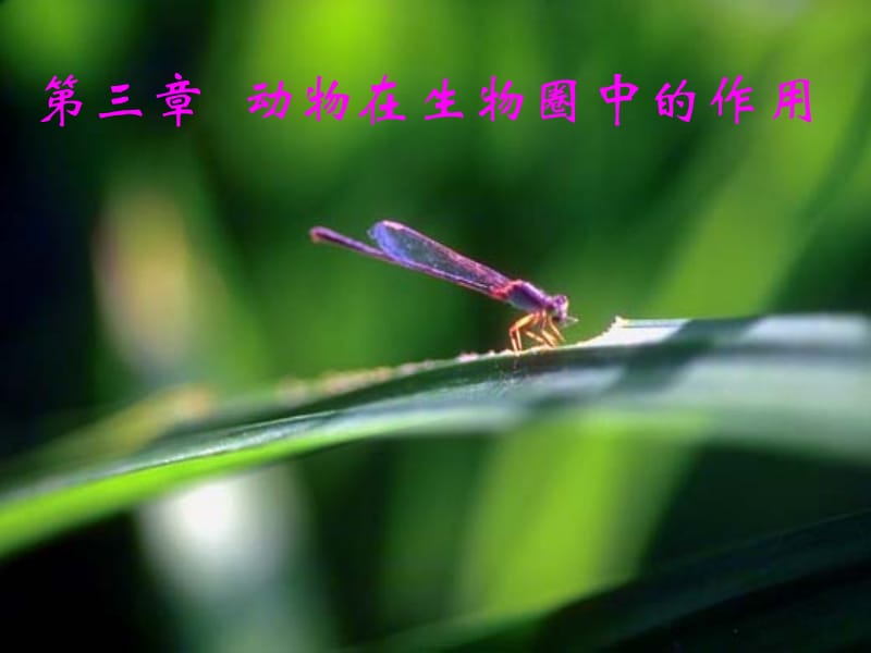 动物在生物圈中的作用.ppt_第1页