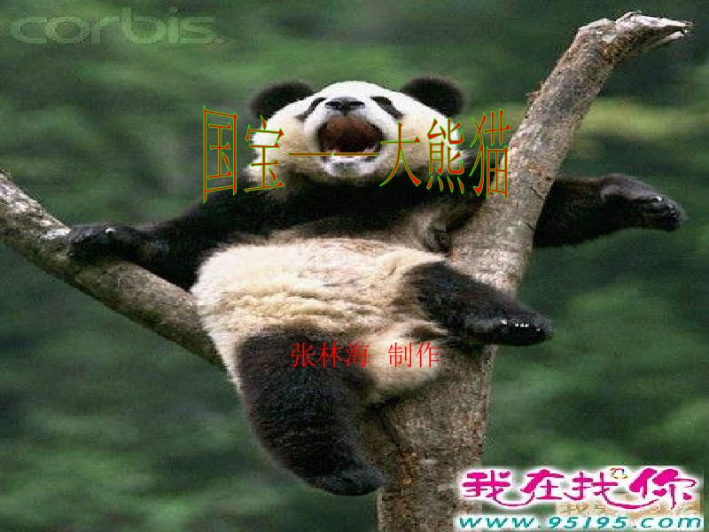 国宝大熊猫——超链接.ppt_第1页