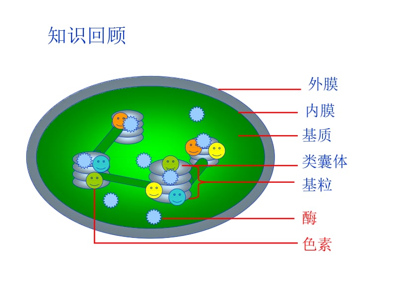 光合作用复习1.ppt_第2页