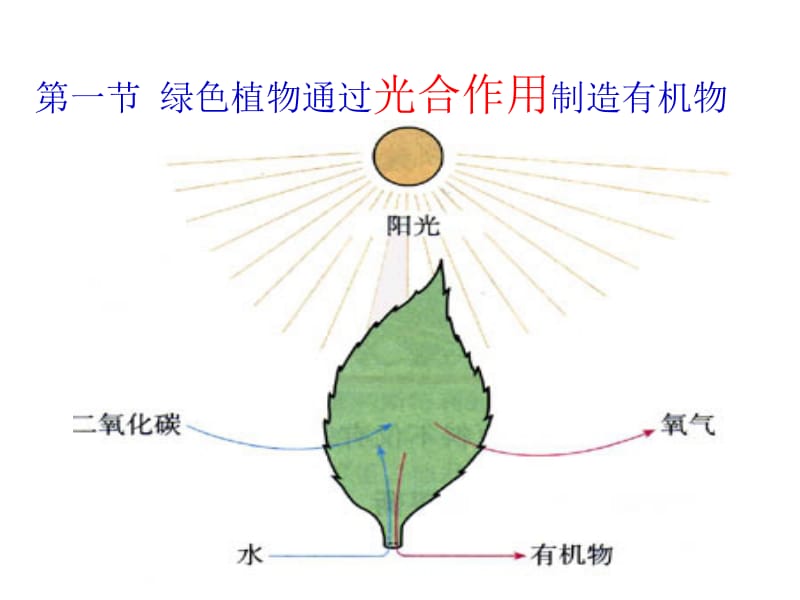 【中学课件】绿色植物是生物圈中有机物的制造者.ppt_第2页