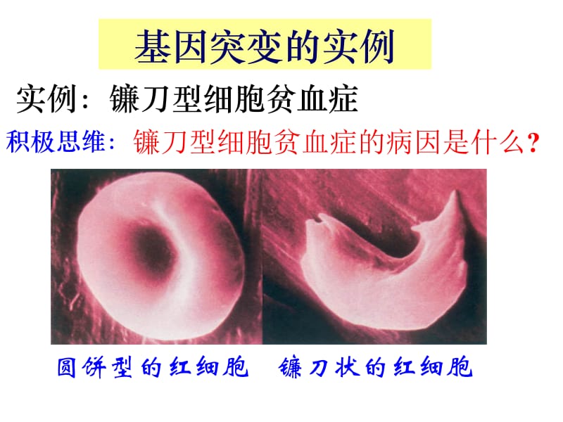 基因突变（改）.ppt_第3页