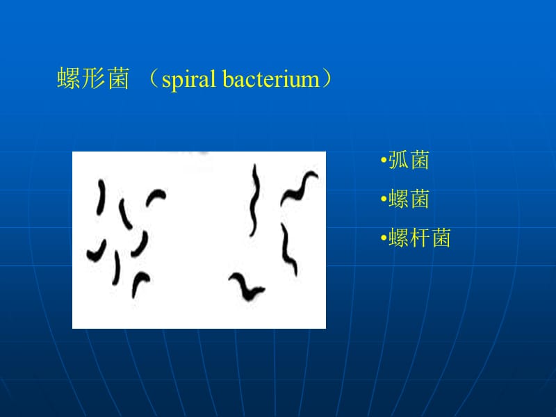 细菌的形态结构实验图片.ppt_第3页