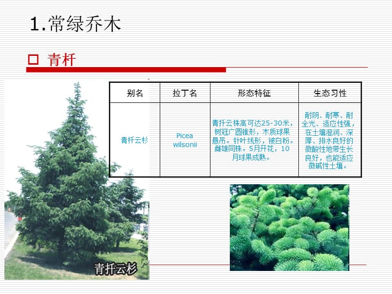 北京园林常见树种.ppt_第2页