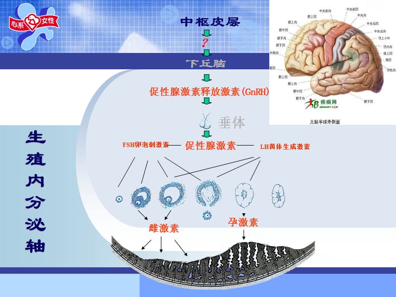 女性健康与常见病防治.ppt_第3页