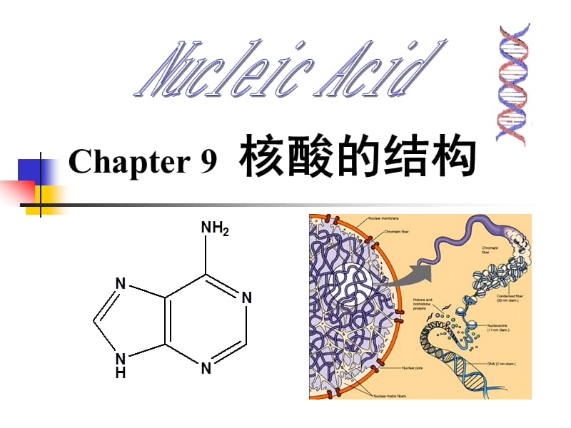 Biochemistry B(8.2)核酸的结构.ppt_第2页