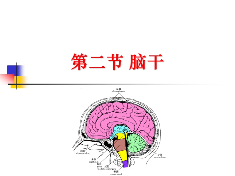 cns2脑干.ppt_第1页